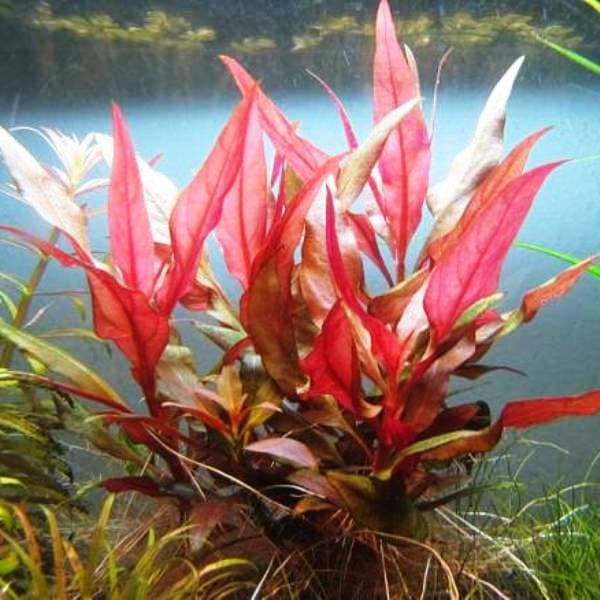 Alternanthera Reineckii 2