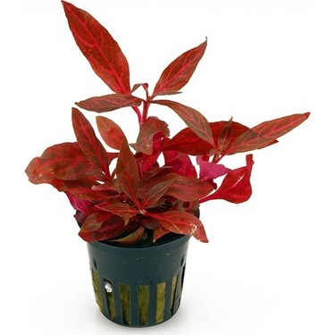 Alternanthera Reineckii 3