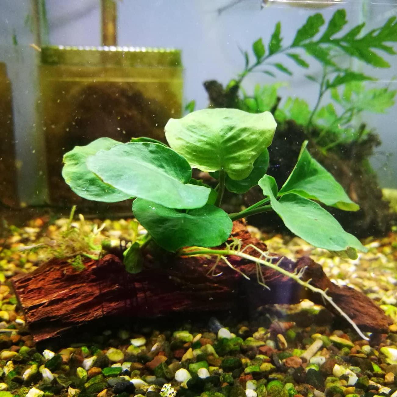 Anubias Nana 3