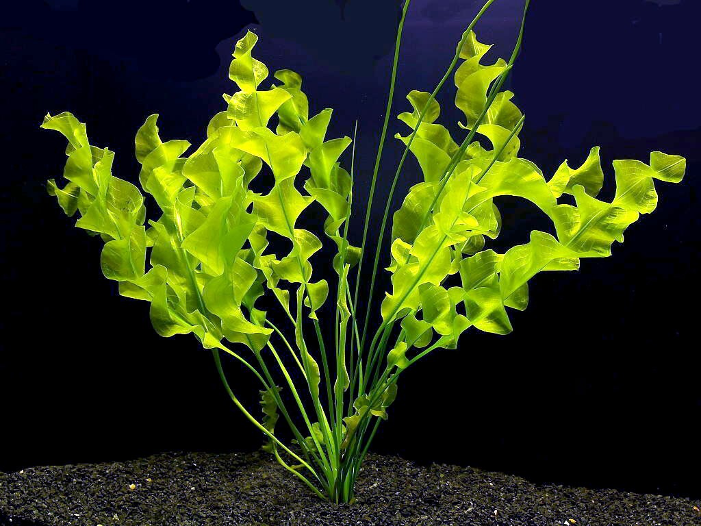 Aponogeton 3