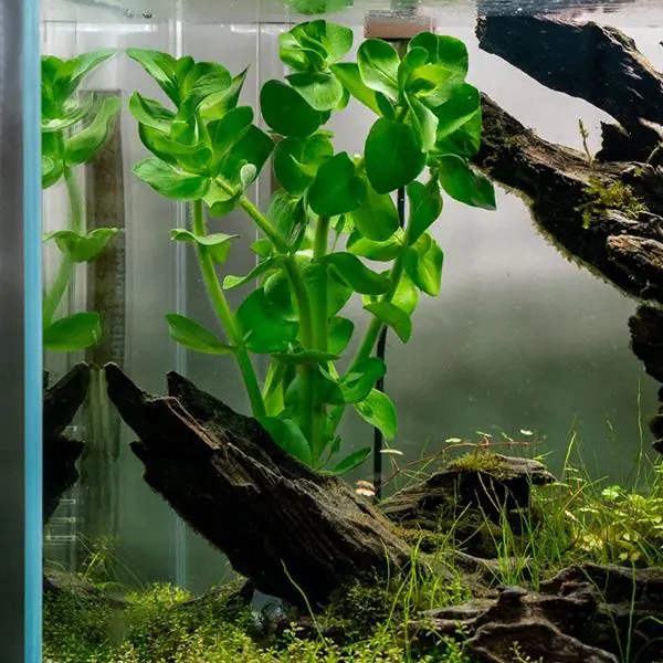 Bacopa Caroliniana 2