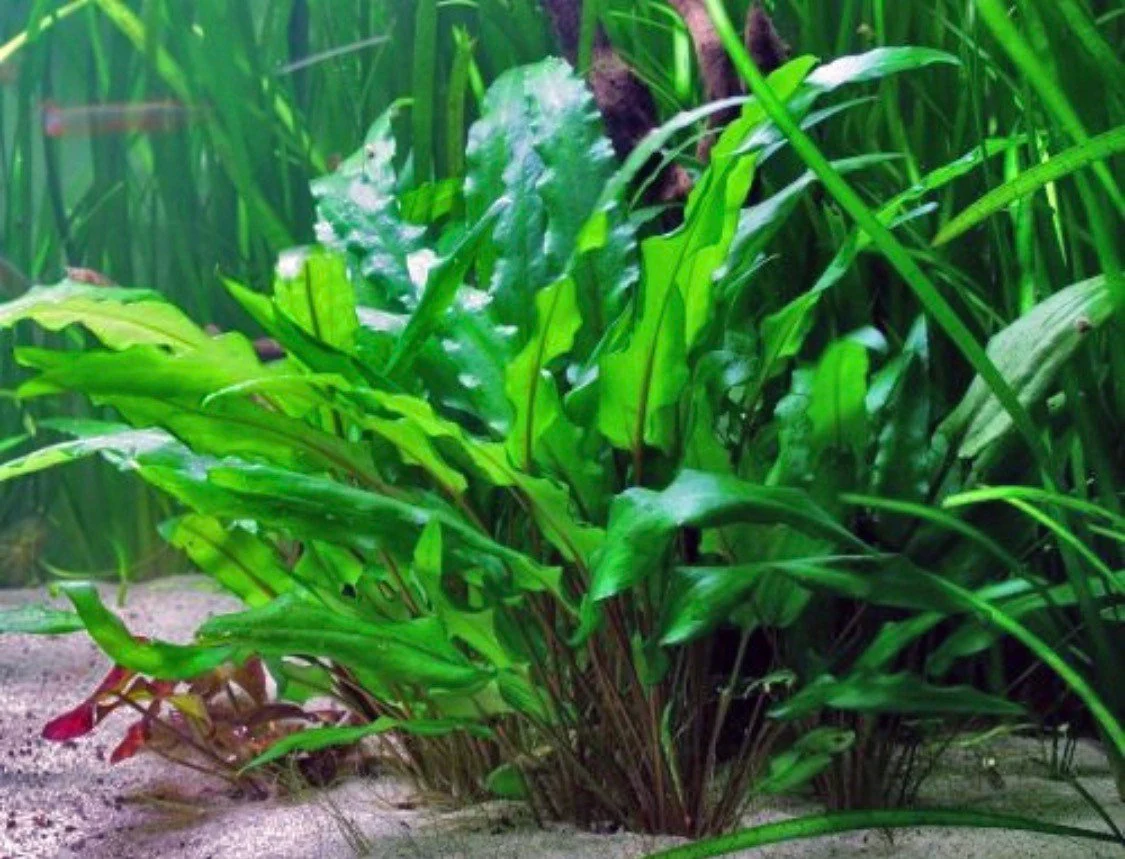 Cryptocoryne Wendtii 3