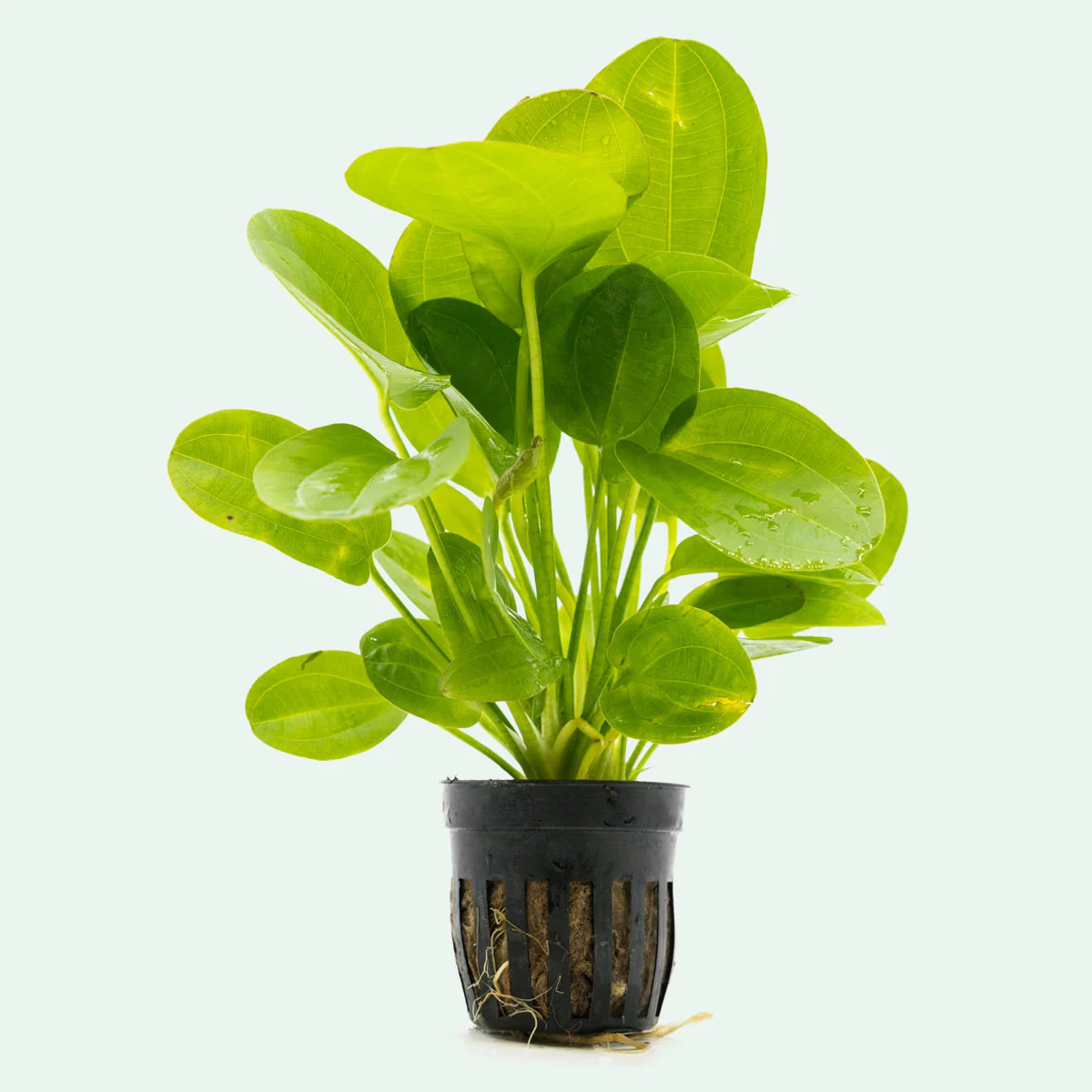 Echinodorus Bleheri 3
