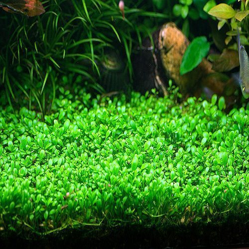 Glossostigma 3