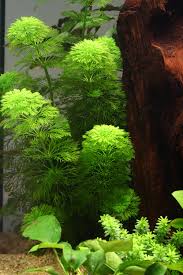 Limnophila Sessiliflora 3