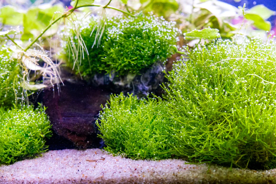 Riccia Fluitans 2