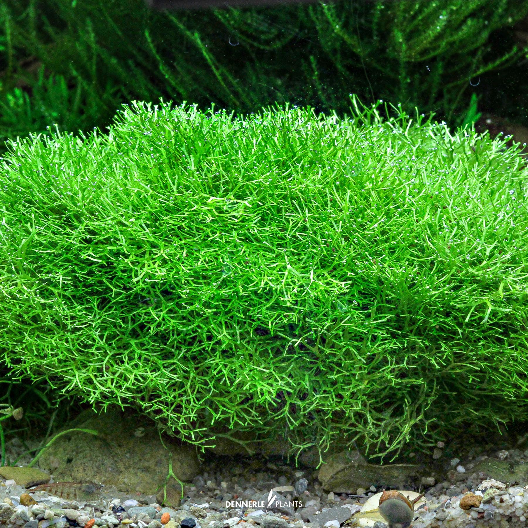Riccia Fluitans 3
