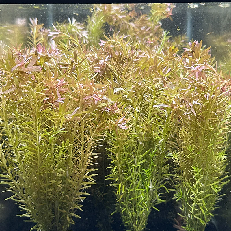 Rotala Rotundifolia 2