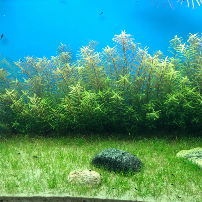 Rotala Rotundifolia 3