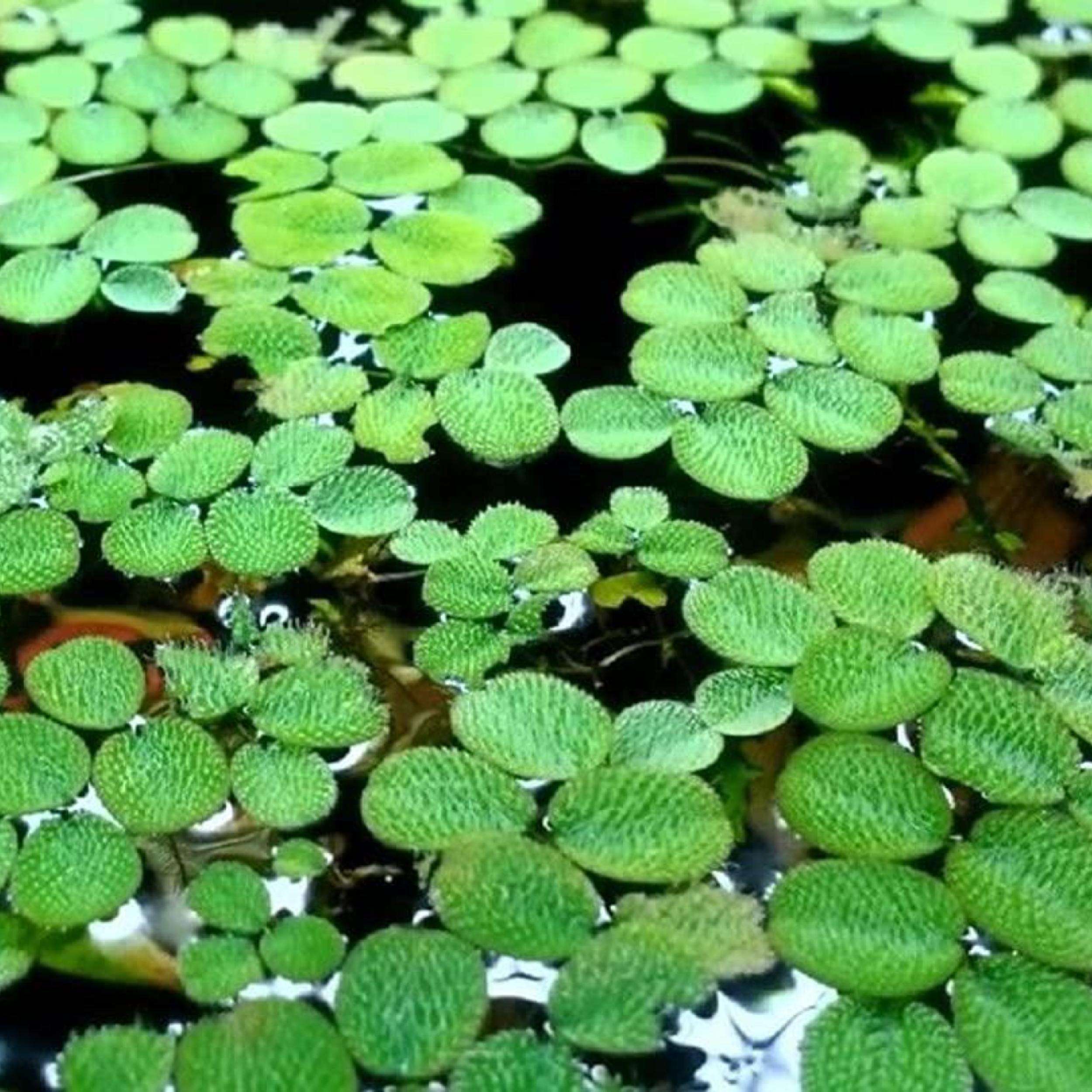 Salvinia Natans 2