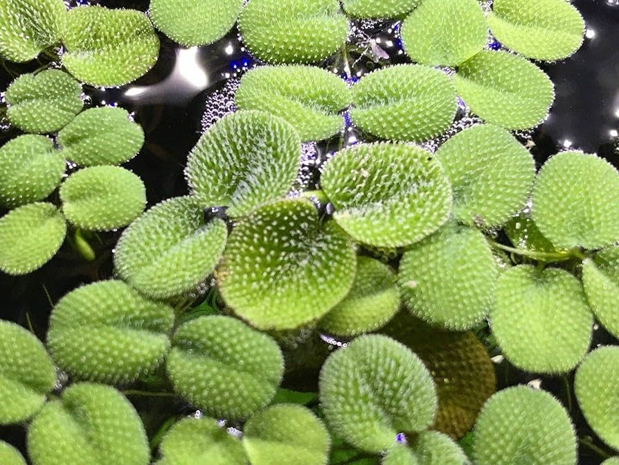 Salvinia Natans 3