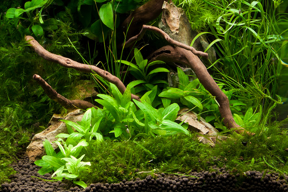 Staurogyne Repens 2