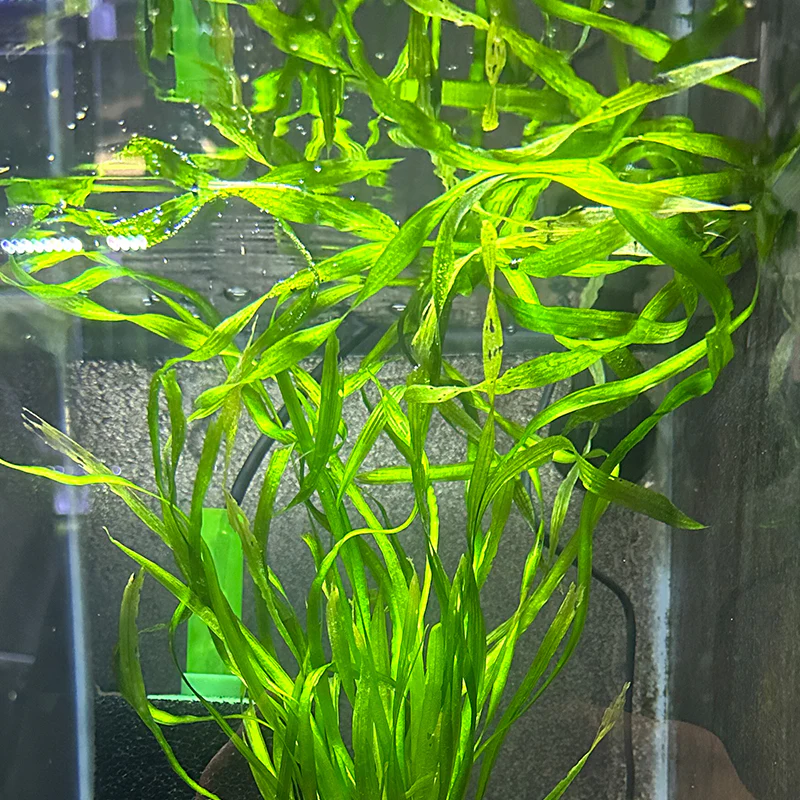 Vallisneria 2
