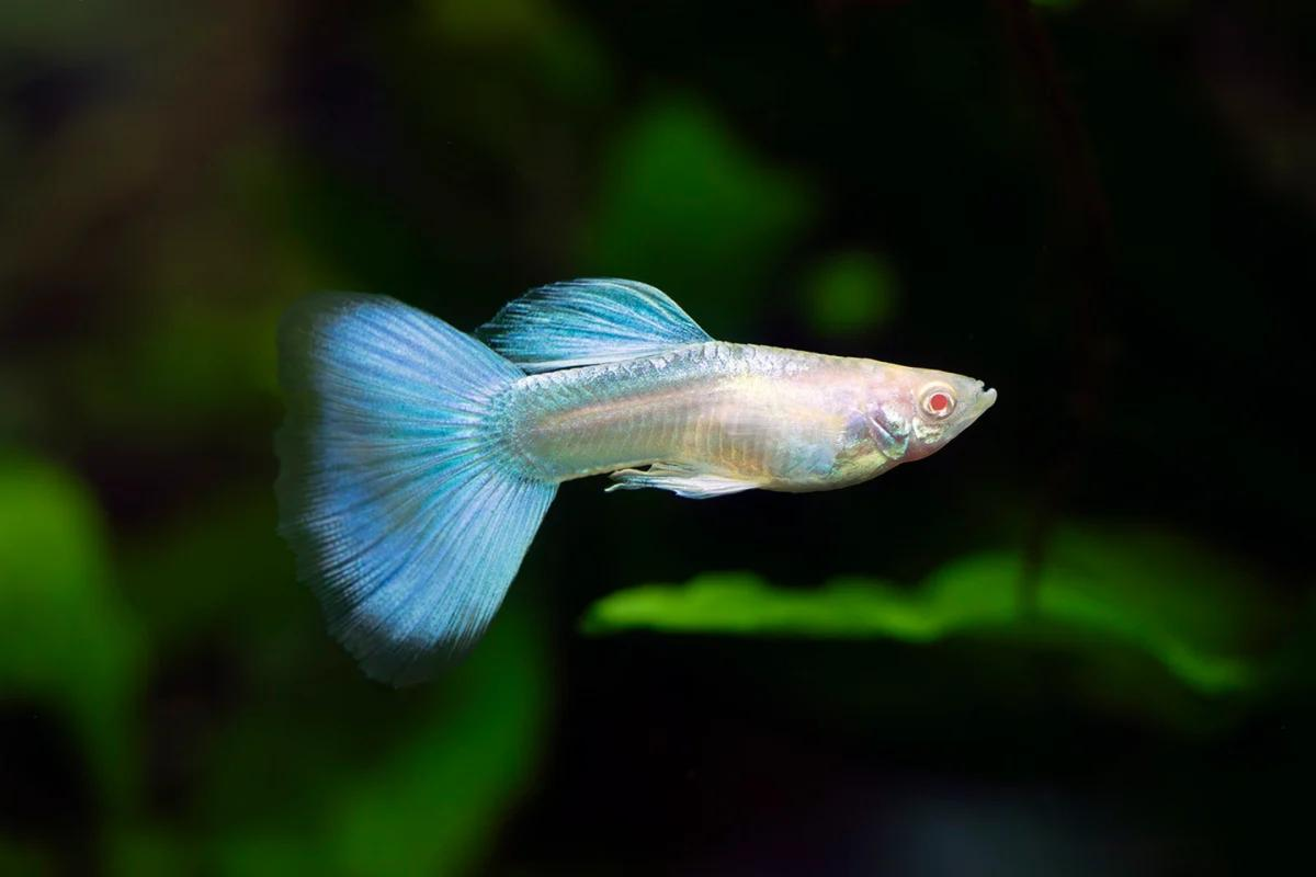 Albino Blue 2