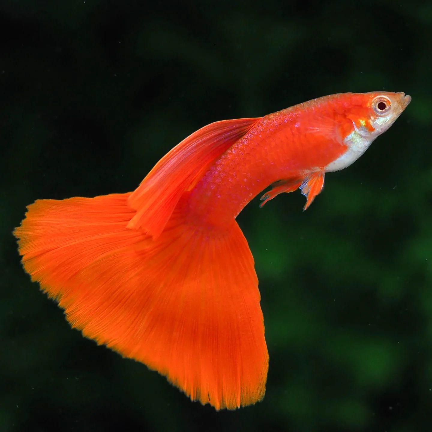 Albino Red 2