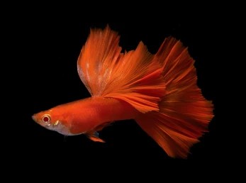 Albino Red