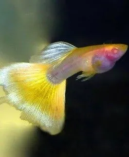 Albino Yellow