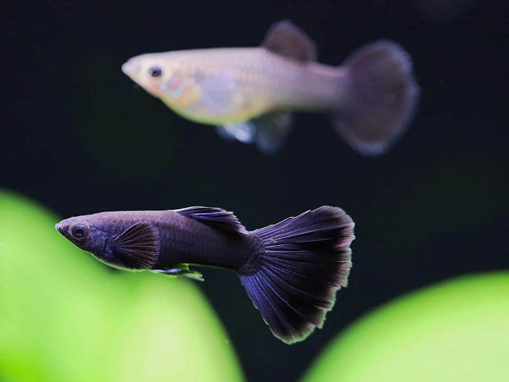 Black Guppy 2