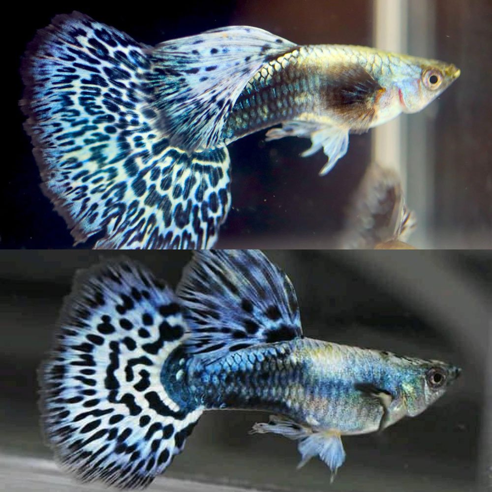 Blue Mosaic
