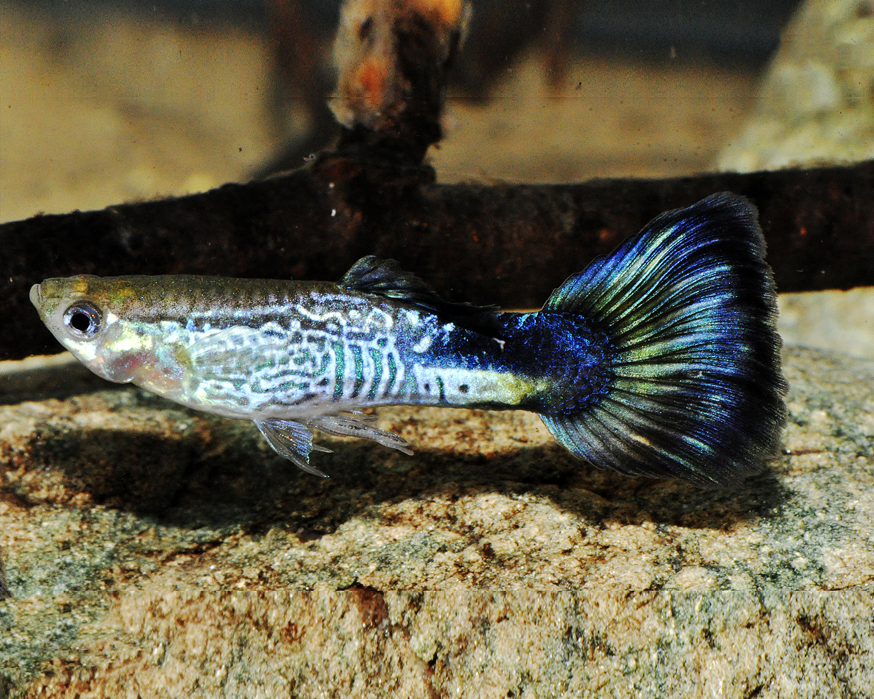 Blue Cobra 3