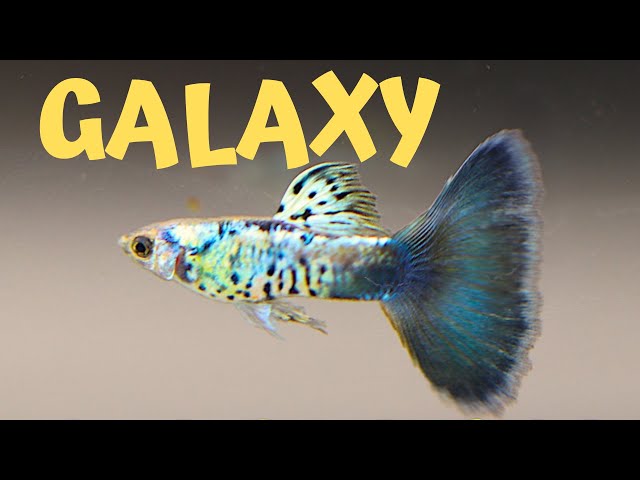 Galaxy 2