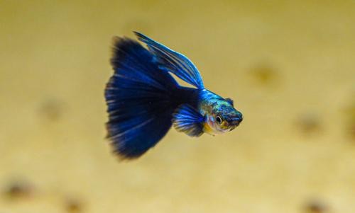 Half Black Blue 2