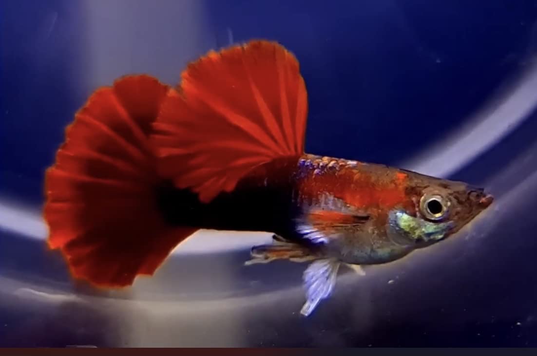 Half Black Red 3