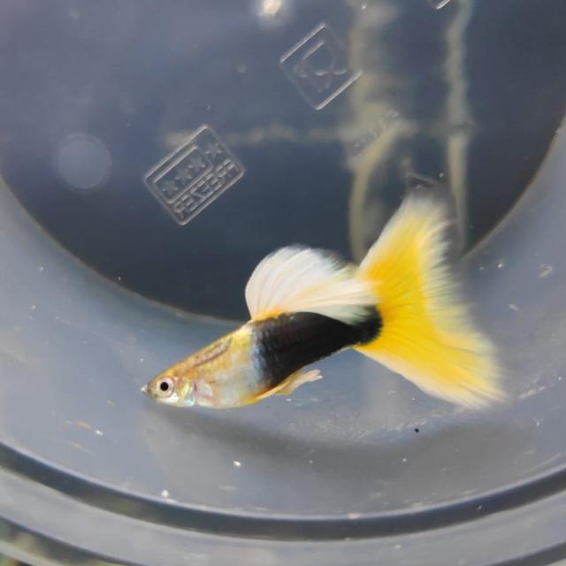 Half Black Yellow 2