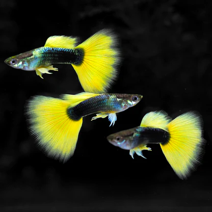 Half Black Yellow