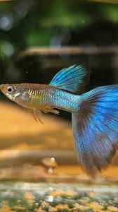 Japan Blue 2