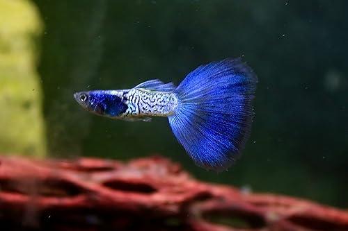 Metal Blue