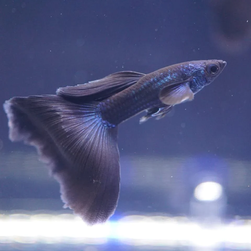 Moscow Blue 2