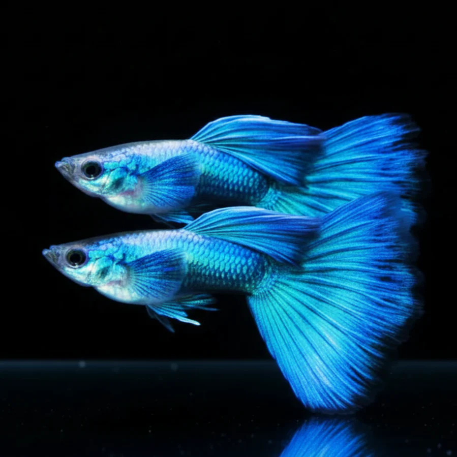 Moscow Blue