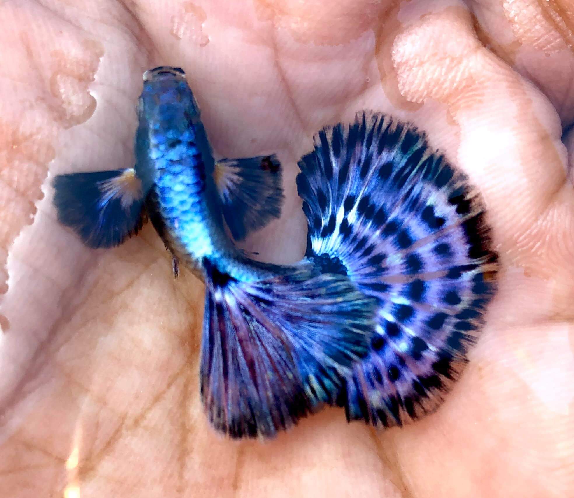Purple Dragon