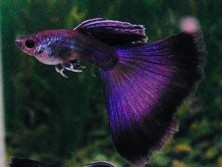 Purple Moscow 3