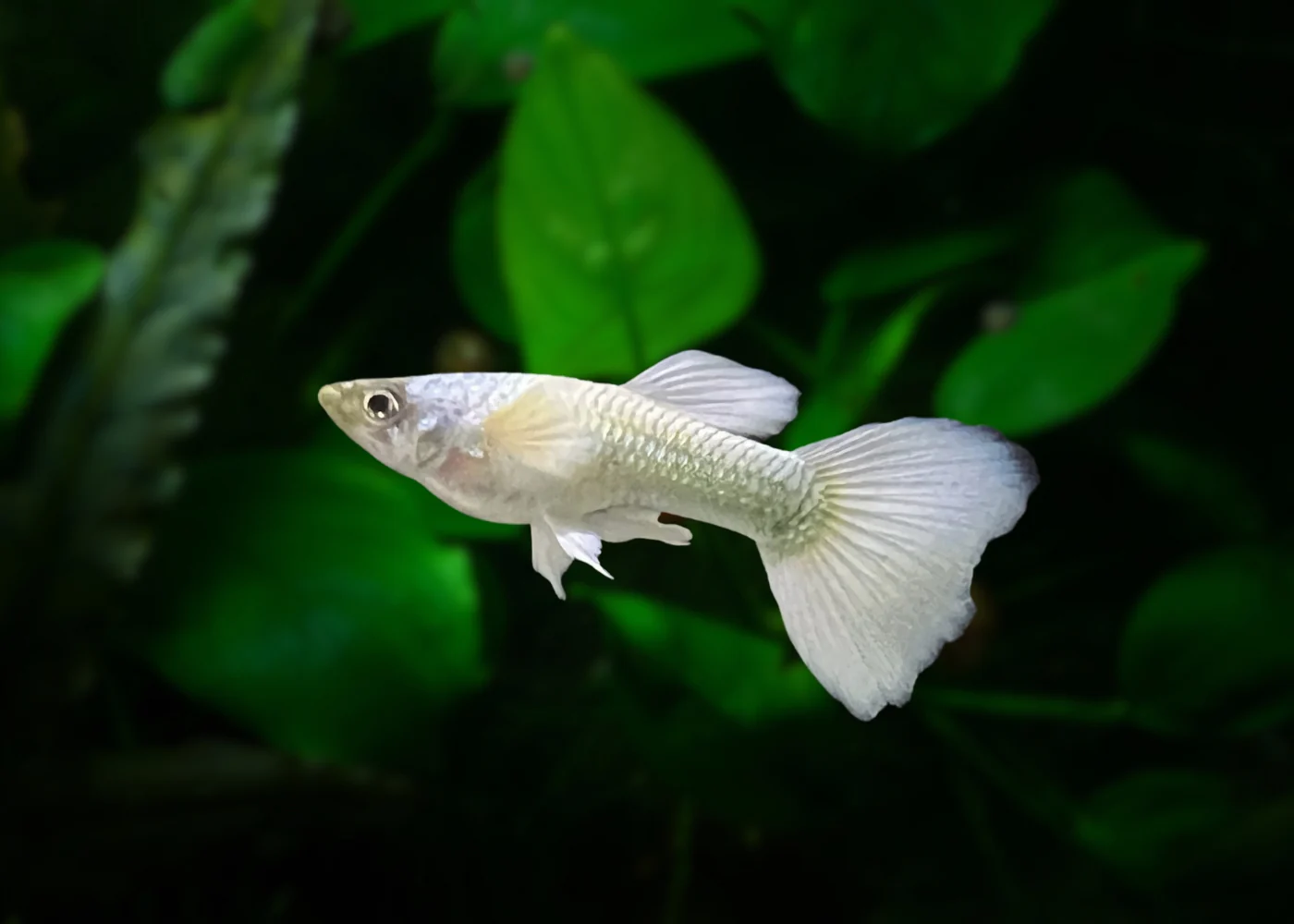 White Guppy 2