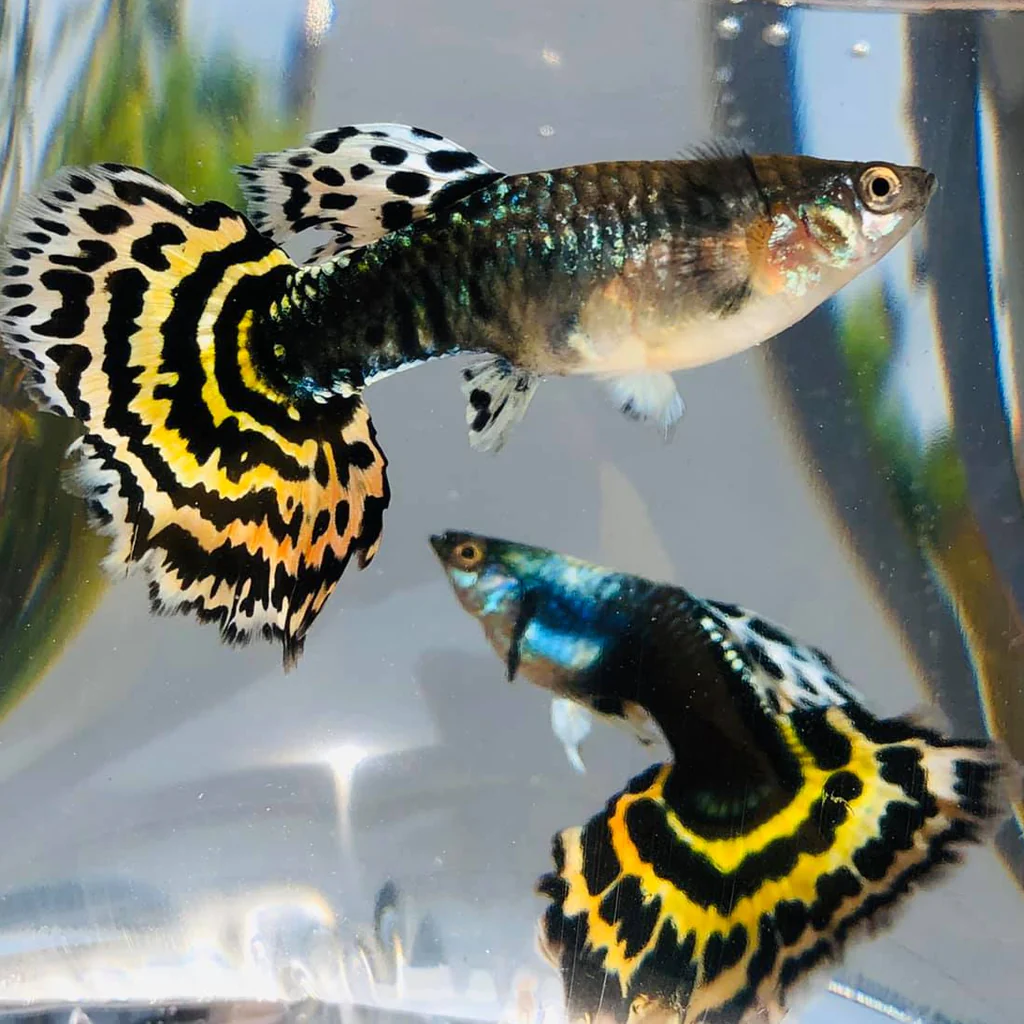 Yellow Tiger